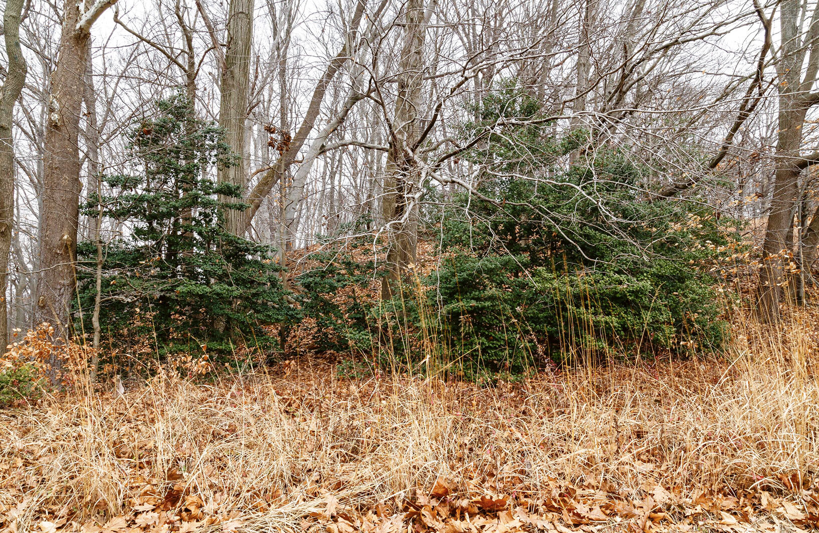 Holly trees